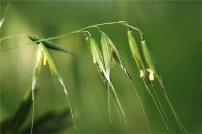 ​野燕麦是什么 野燕麦的功效与作用