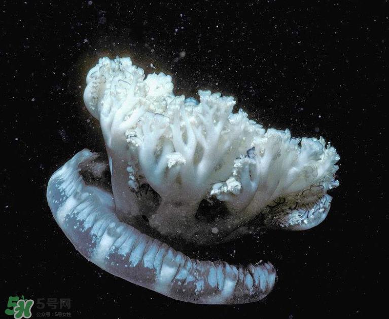 海蜇不泡能吃吗？海蜇可以直接吃吗？