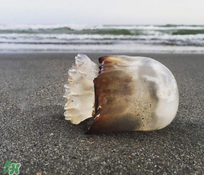 海蜇不泡能吃吗？海蜇可以直接吃吗？