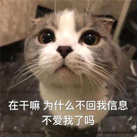 打招呼表情包10