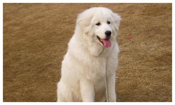 大白熊是一种什么犬？为什么叫大白熊呢？你了解大白熊吗？