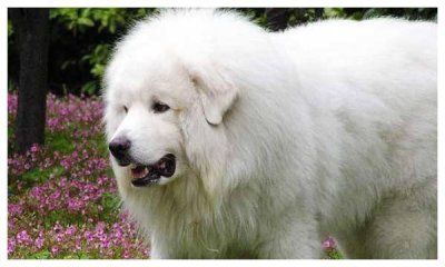 ​大白熊是一种什么犬？为什么叫大白熊呢？你了解大白熊吗？