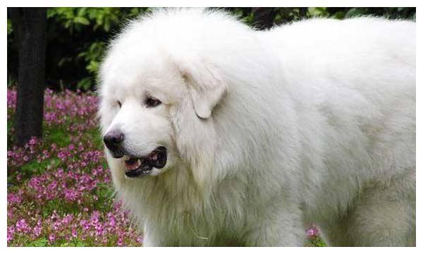 大白熊是一种什么犬？为什么叫大白熊呢？你了解大白熊吗？