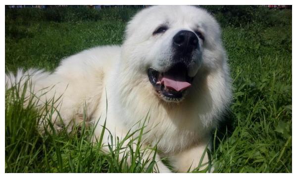 大白熊是一种什么犬？为什么叫大白熊呢？你了解大白熊吗？