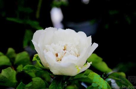 牡丹花可以做面膜吗？牡丹花怎样做面膜