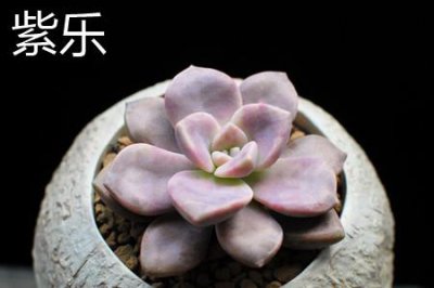 ​紫乐和华丽风车区别