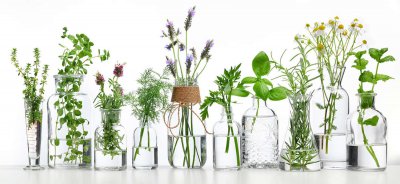 ​水培瓶里撒点这个，花草10年不黄叶，长疯了