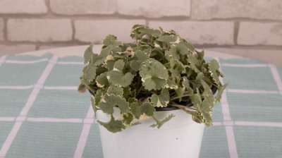 ​薄荷怎么种，薄荷种植方法