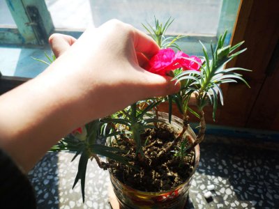 ​康乃馨鲜花保鲜方法