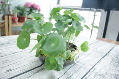 ​铜钱草怎么修剪
