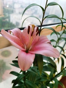 ​百合花有毒吗