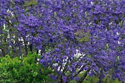 ​蓝花楹与红花楹区别