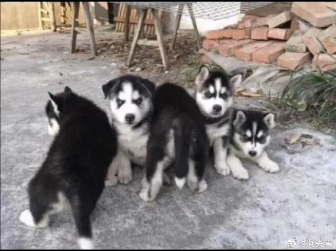 囧哥:画风突变！巴基斯坦政府发布会直播忘关猫咪滤镜