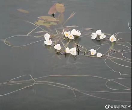 囧哥:画风突变！巴基斯坦政府发布会直播忘关猫咪滤镜