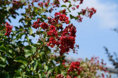 ​辽阳适合养什么花，市花和市树是什么