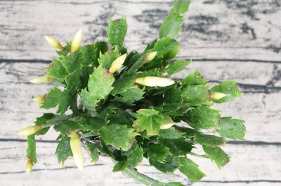 ​“蟹爪兰”最喜欢这“4种”肥，叶子再冒好几节，花苞蹿不停