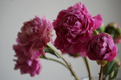 ​芍药冬天怎么养