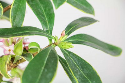 ​金边瑞香如何延长花期