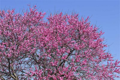 ​桃花可以泡水喝吗