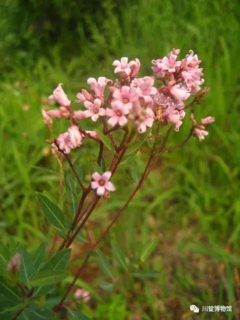 永昌茶棵与骊靬古城