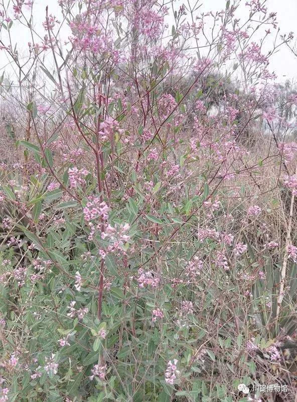 永昌茶棵与骊靬古城