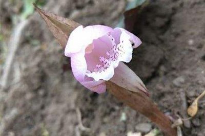 ​独花兰与一叶兰区别