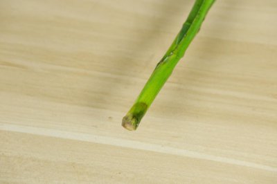 ​富贵竹的养殖方法