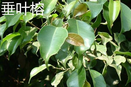 垂叶榕和小叶榕应该如何区别