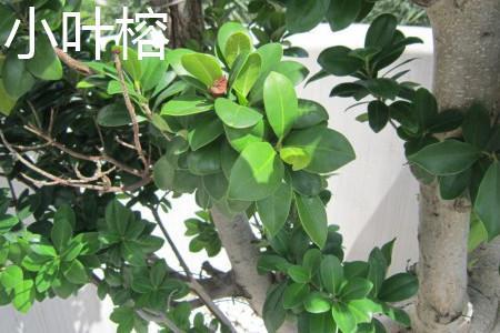 垂叶榕和小叶榕应该如何区别