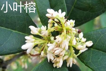 垂叶榕和小叶榕应该如何区别