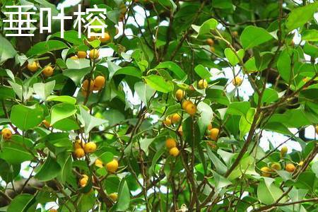 垂叶榕和小叶榕应该如何区别