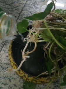​铜钱草怎么养比较茂盛