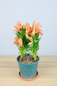 ​百合花摆放禁忌