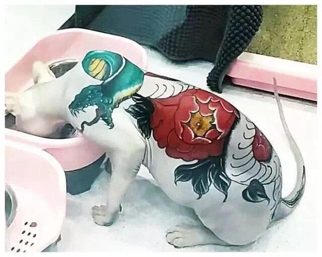 “我给猫纹身了，这次肯定红！”