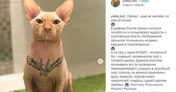 “我给猫纹身了，这次肯定红！”