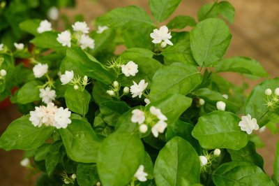 ​茉莉花怎么养才能茂盛，茉莉花什么时候开花