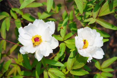 ​石家庄适合养什么花，市花和市树是什么
