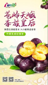 ​苍岭天峨，李族皇后——天峨龙滩珍珠李
