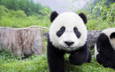 ​中国特有的8种动物