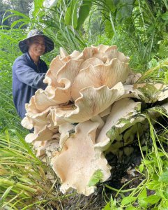 ​云南昌宁发现100斤重巨型野生菌！村干部：将制成标本