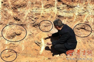 ​修路挖恐龙蛋化石 形状是鸵鸟蛋的数倍考古学家已在现场作业