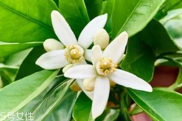 橙花水适合什么肤质 橙花水对皮肤的作用