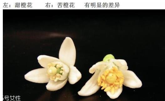 橙花水适合什么肤质 橙花水对皮肤的作用