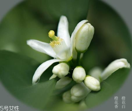 橙花水适合什么肤质 橙花水对皮肤的作用