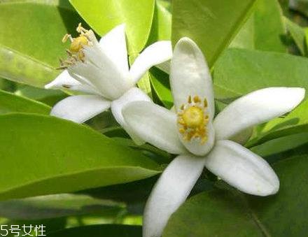 橙花水适合什么肤质 橙花水对皮肤的作用