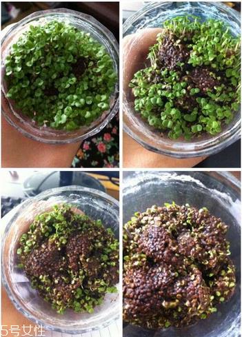 海藻面膜是补水的吗？海藻面膜有补水效果吗？