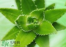 芦荟可以直接涂脸上吗?芦荟能直接涂脸上吗?