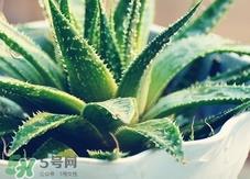 芦荟可以直接涂脸上吗?芦荟能直接涂脸上吗?