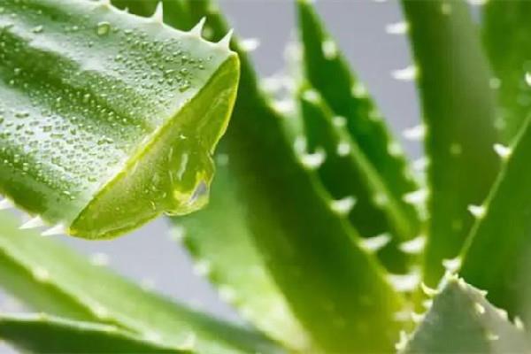 新鲜芦荟擦脸的正确方法 新鲜芦荟擦脸几天一次最好