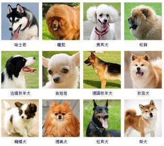 ​狗狗名字大全，狗狗品种名字大全